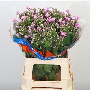 359379852_433976830_H_1-27 Phlox Windsor Dark Pink tmavoružový rezaný kvet