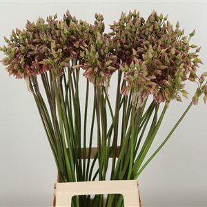 Allium Nectaroscordum 80 cm