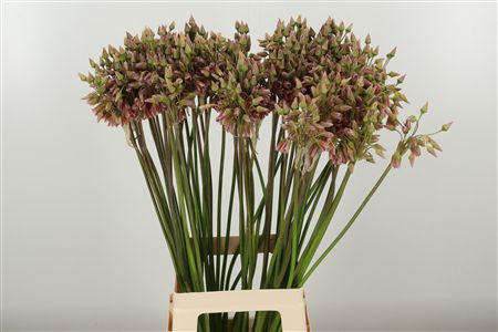 Allium Nectaroscordum 80 cm