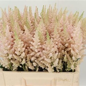 359380724_433978845_H_1-43 Astilbe China Vissions Inferno 60 cm