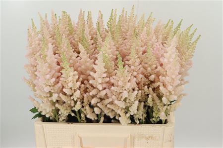 359380724_433978845_H_1-43 Astilbe China Vissions Inferno 60 cm