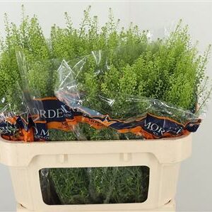 Thlaspi Green Bell 70 cm