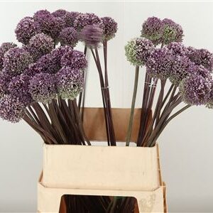 Okrasný cesnak Allium Summer Drummer s tmavofialovými guľovitými kvetmi na vysokej stonke.