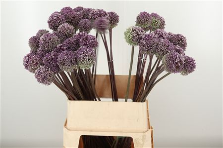 Okrasný cesnak Allium Summer Drummer s tmavofialovými guľovitými kvetmi na vysokej stonke.