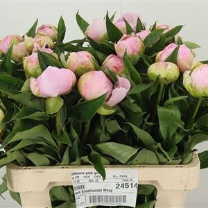 359389384_433991550_H_1-7 Pivonka Pink Giant s plnými ružovými lupeňmi