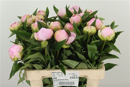 359389384_433991550_H_1-7 Pivonka Pink Giant s plnými ružovými lupeňmi