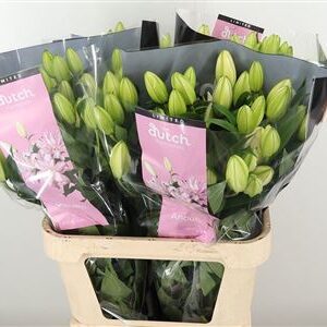 359390551_433995525_H_1-67 Dvojitá Ružová Ľalia Anouska 75 cm