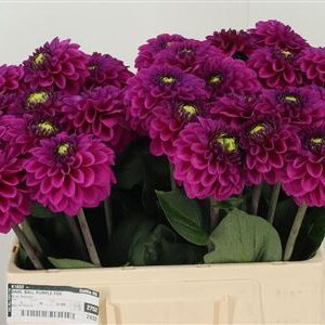 359398295_434008437_H_1-24 Pivóniová georgína Pp Purple Fox s plnými fialovými kvetmi na stonke