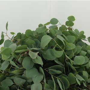 359430645_434044151_H_1-2 Eukalyptus Populus 70 cm