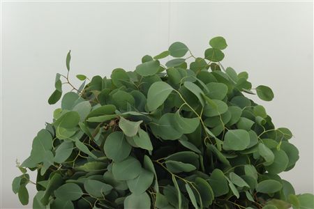 359430645_434044151_H_1-2 Eukalyptus Populus 70 cm