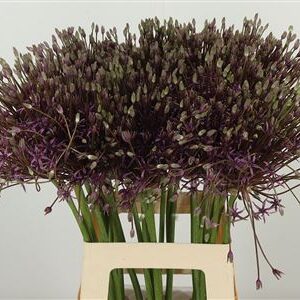 Allium Schuberttii Spider