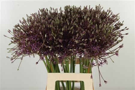 Allium Schuberttii Spider