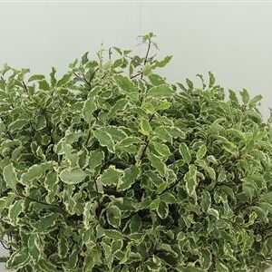 359433836_434048599_H_1-5 Dec Pittosporum Bont