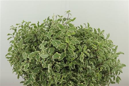 359433836_434048599_H_1-5 Pittosporum Bont