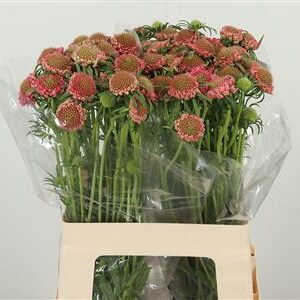 Scabiosa Candy Pink Scoop