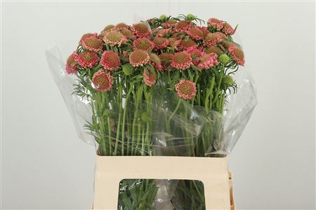 Scabiosa Candy Pink Scoop