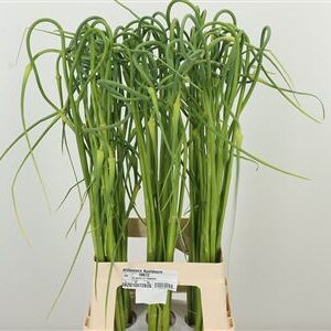 359433948_434048814_H_1-19 Okrasný cesnak Sat Ophiosco Curly s jemne skrútenými fialovými súkvetiami na stonke