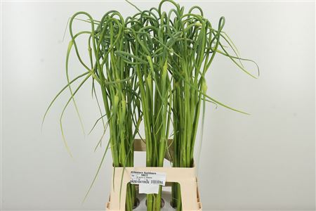 359433948_434048814_H_1-19 Okrasný cesnak Sat Ophiosco Curly s jemne skrútenými fialovými súkvetiami na stonke