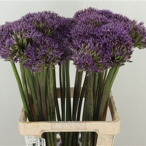 Allium 'jackpot'