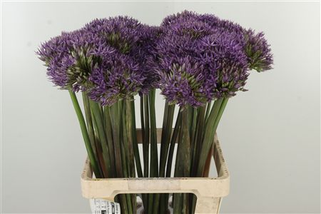Allium 'jackpot'