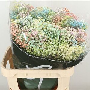 359435133_434050990_H_1-10 Gypsophila Dyed Xlence Yellow rezaný kvet