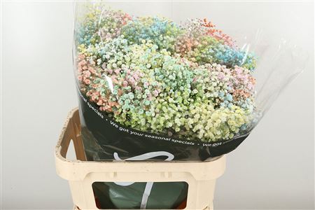 359435133_434050990_H_1-7 Gypsophila Dyed Xlence Yellow rezaný kvet