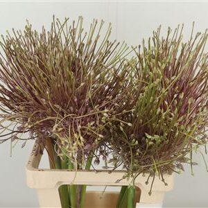 Allium Schubertii