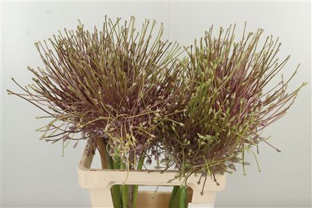 Allium Schubertii