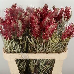 359435354_434051462_H_1-6 Grevillea Misty Red 60 cm