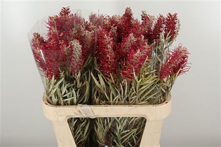 359435354_434051462_H_1-6 Grevillea Misty Red 60 cm
