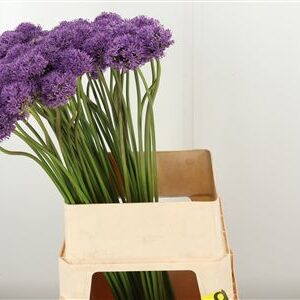 Allium Gladiator