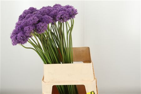 Allium Gladiator