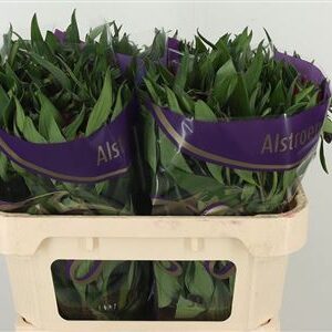 Alstr Morado