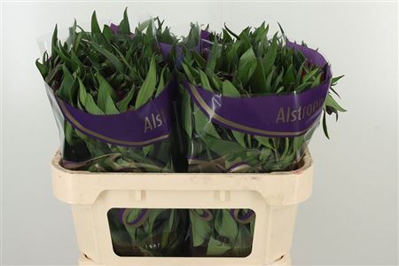 Alstr Morado