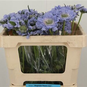 Scabiosa Midsummer River