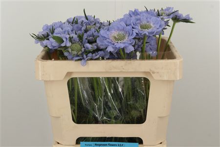 Scabiosa Midsummer River
