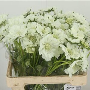 359450424_434074345_H_1-7 Scabiosa White Anika