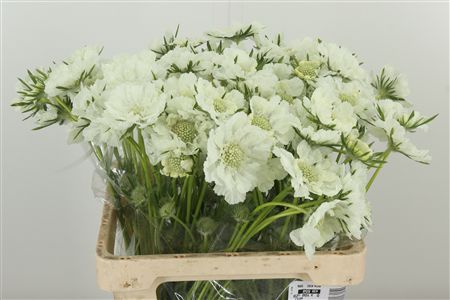 359450424_434074345_H_1-8 Scabiosa White Scoop rezaný kvet
