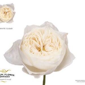Rosa Garden White Cloud