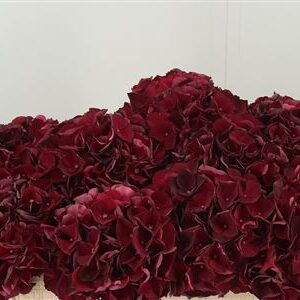 359455486_434082202_H_1-7 Hydr M Dark Ruby