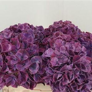 359455489_434082213_H_1-60 Hortenzia M Mag Sweet Ruby s plnými guľovitými súkvetiami v sýtej červenej farbe