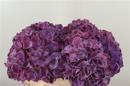 Hortenzia M Mag Sweet Ruby s plnými guľovitými súkvetiami v sýtej červenej farbe