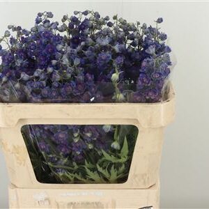 Raniak modrý Sweet Sensation Double 70 cm