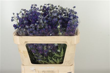 Raniak modrý Sweet Sensation Double 70 cm