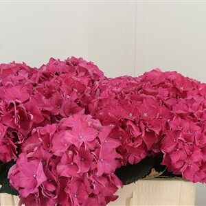 359468158_434099747_H_1-4 Hortenzia M Rodeo Red 60 cm