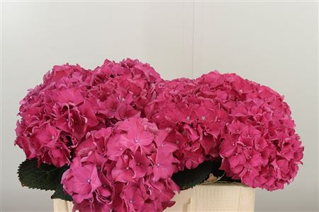 Hortenzia M Rodeo Red 60 cm
