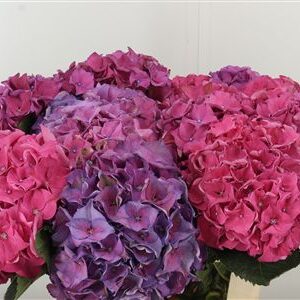 359468159_434099749_H_1-6 Hortenzia M Rodeo Red 60 cm