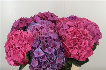 Hortenzia M Rodeo Red 60 cm