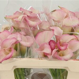 359509903_434144978_H_1-3 Kala Blushing Lady 50 cm