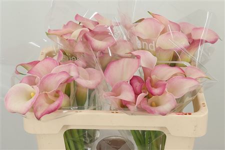 Kala Blushing Lady 50 cm
